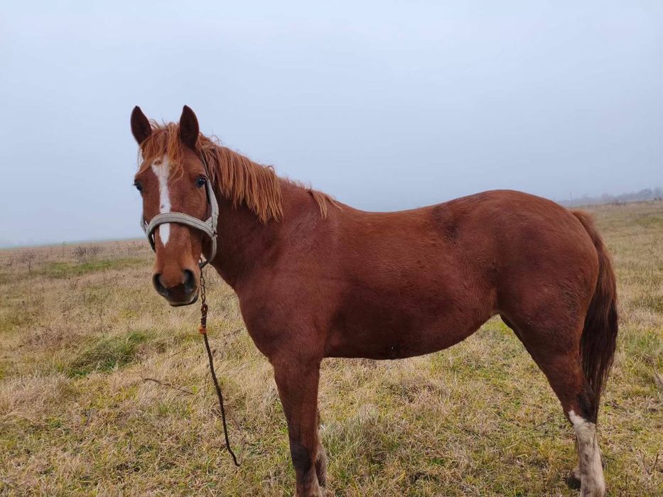 Продам кобилу, робоча.