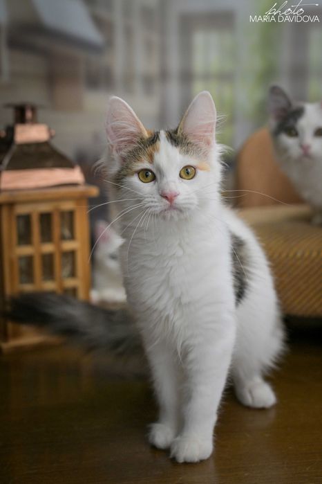 Черепаховая кошечка 4 мес — привита, знает лоток, ласковая