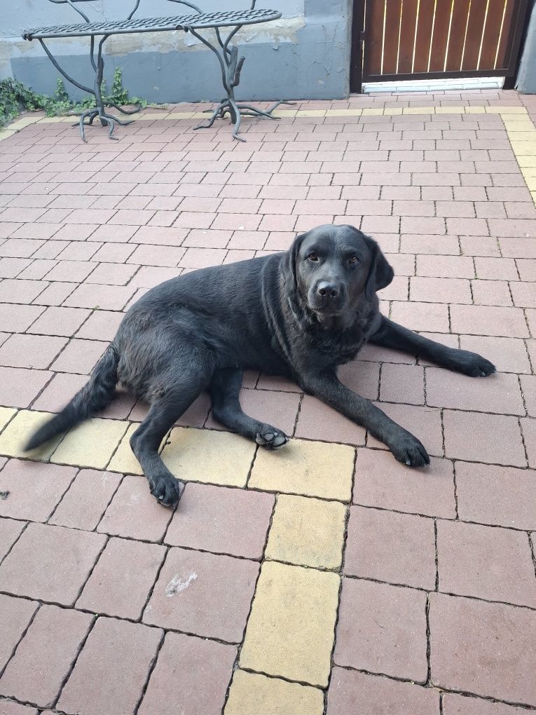 Oddam za darmo labradora
