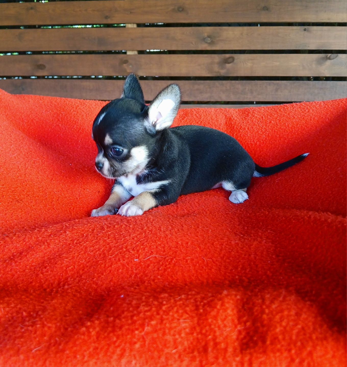 Śliczna suczka chihuahua