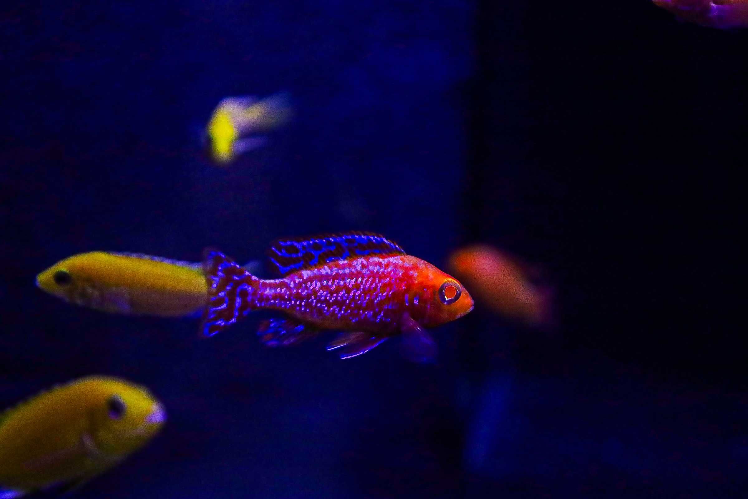AULONOCARA FIRE FISH - sklep stacjonarny akwarium24.pl