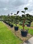 Juniperus jałowiec Mayerii, Blue Alps wys. 200-225cm BONSAI PARK