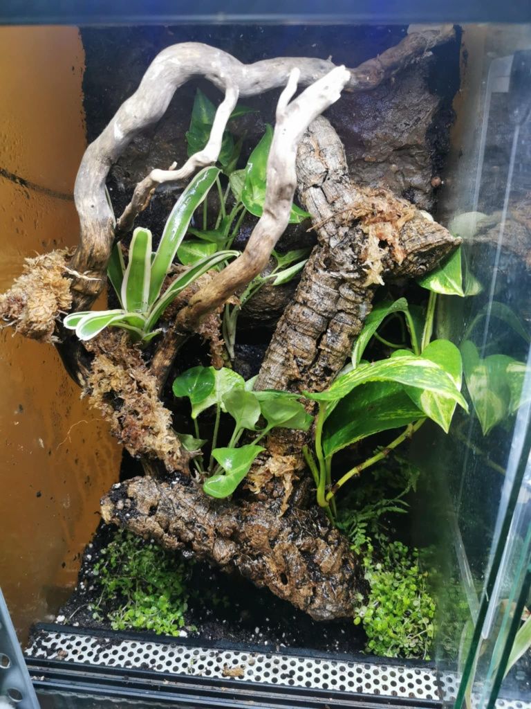 Gekony płaczące (lepidodactylus lugubris) z terrariami