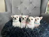 Chihuahua krótkowłosa