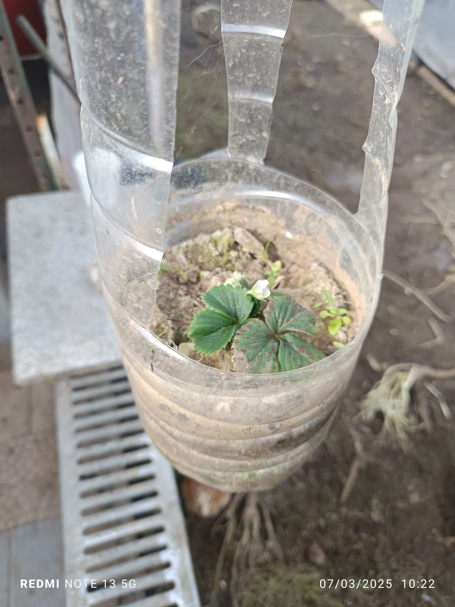 Pés de morangos para plantar