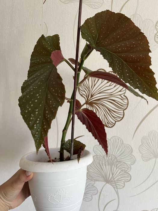 Бегонія Angel Wing (Крила ангела)