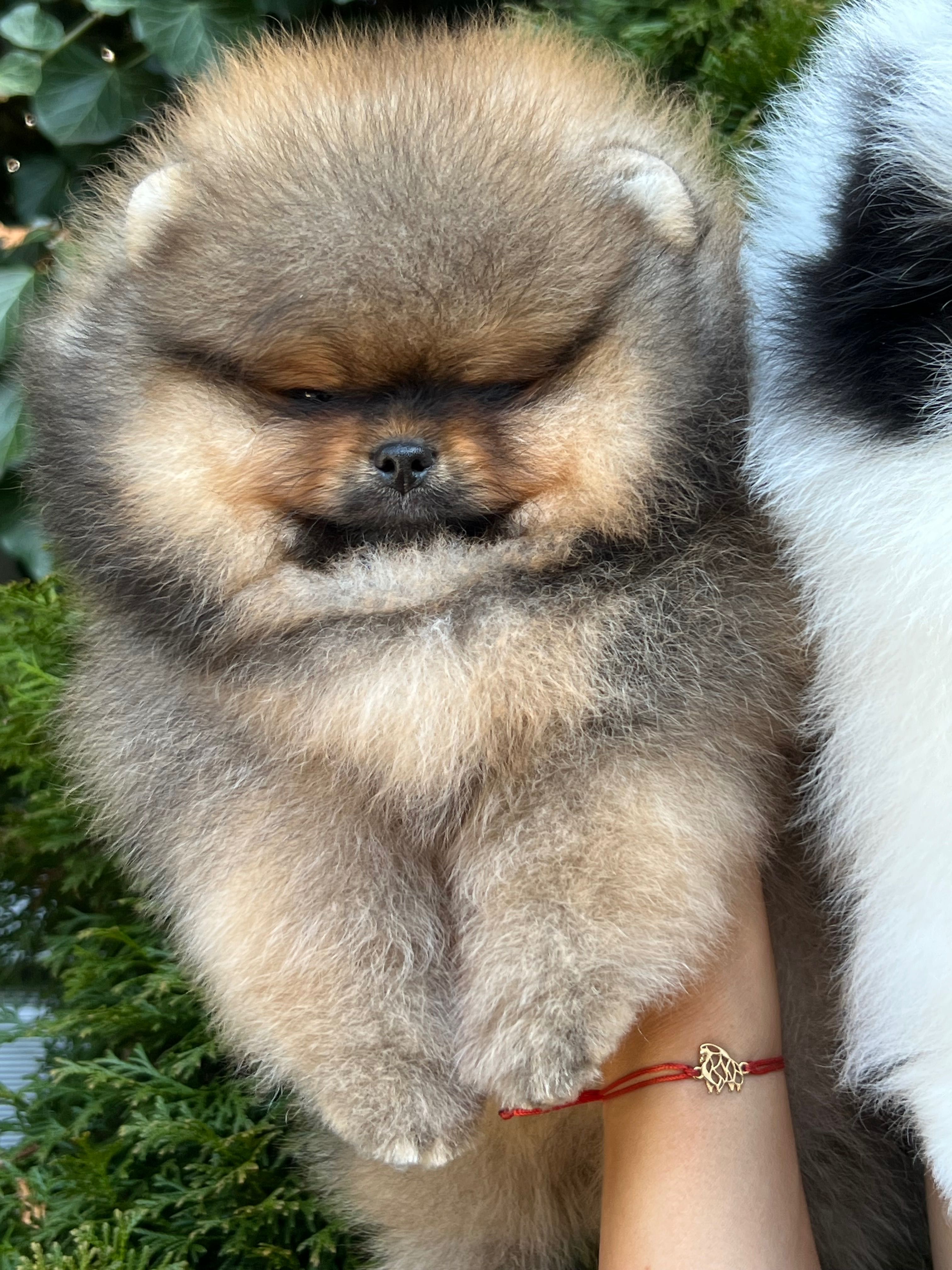 Pomeranian szpic miniaturowy FCI zkwp samiec