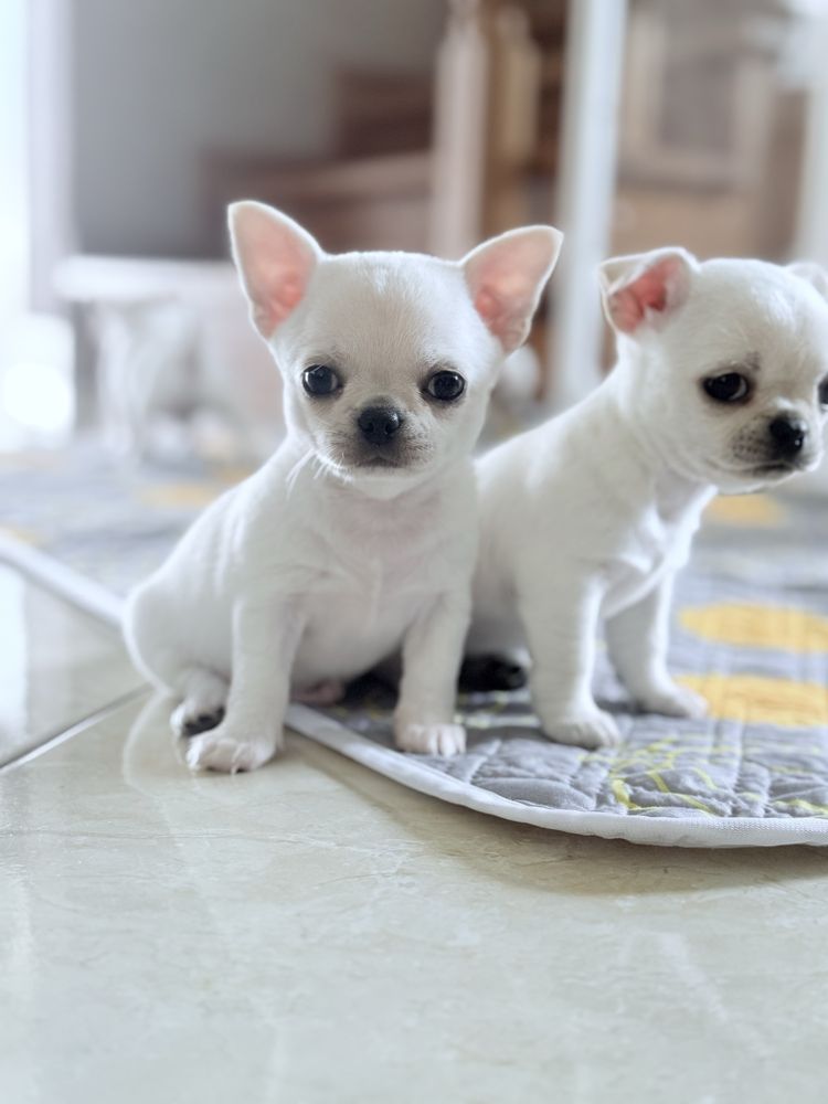 Piekny piesek chihuahua ZKwP FCI