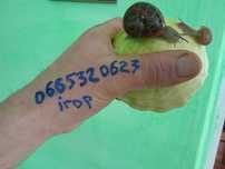 Продам равлика улитки  Helix Aspersa Muller(Мюллер)Ікра мальок маточне