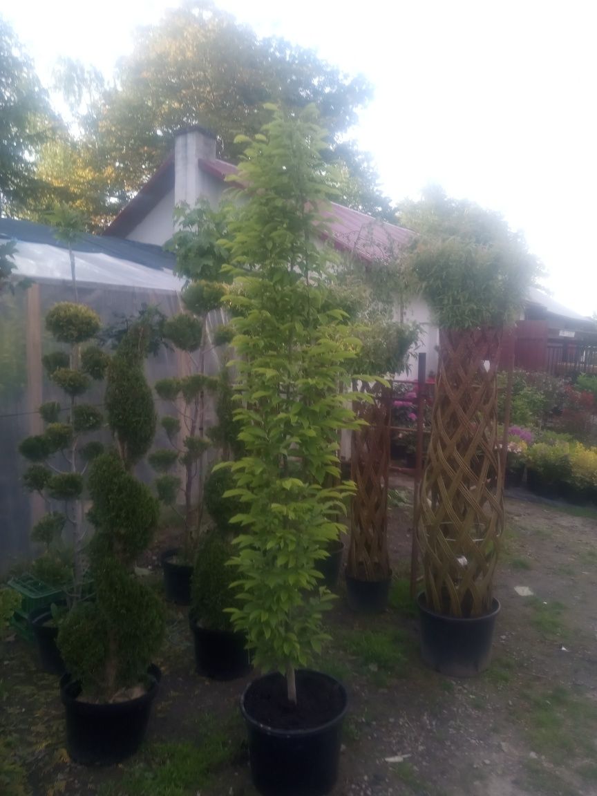 LAUROWISNIA_Tuje szmaragd_ GOLD_brabant_KATALPA_wierzba pleciona_Cis