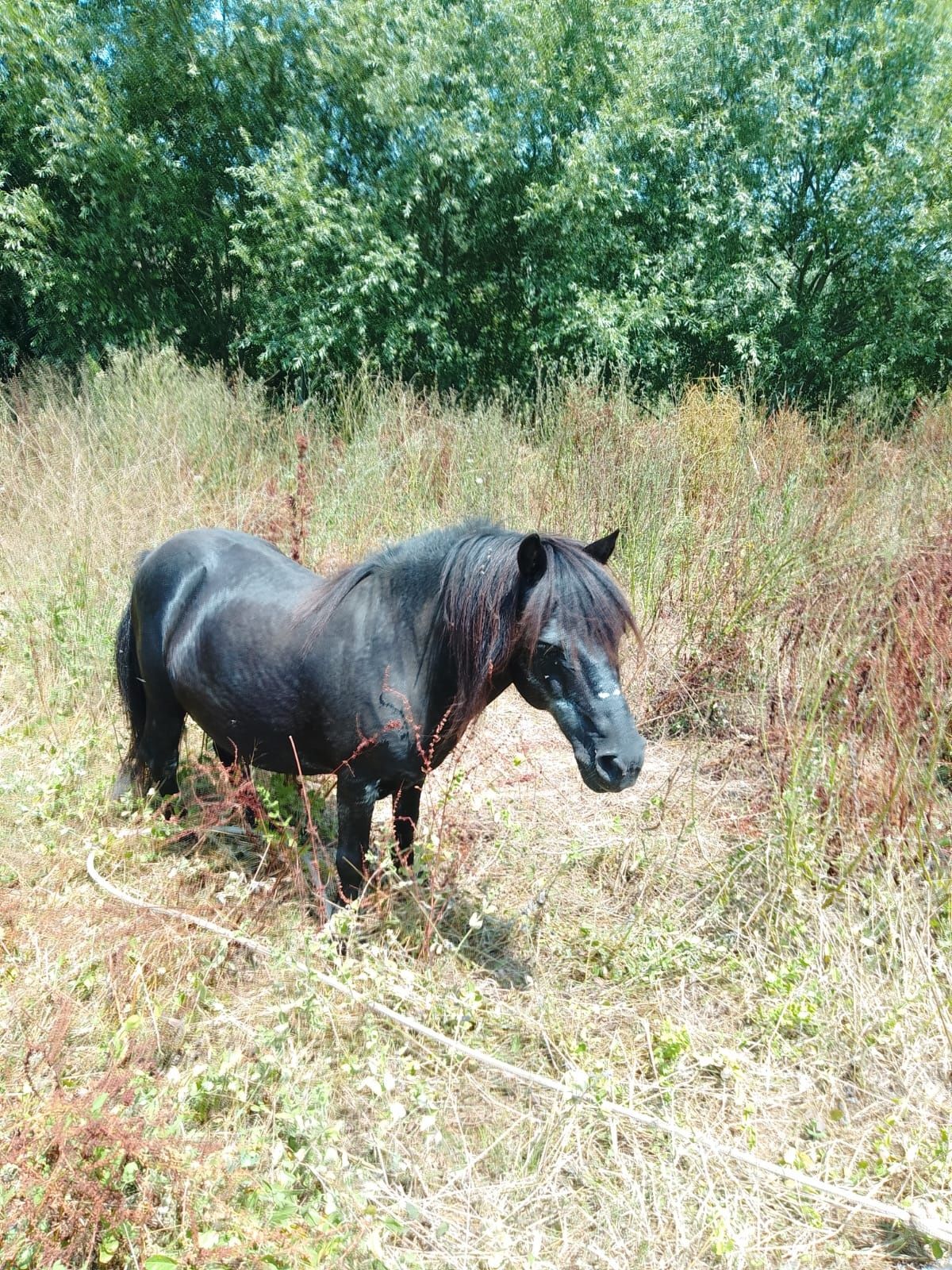 Ponei de meia idade montado