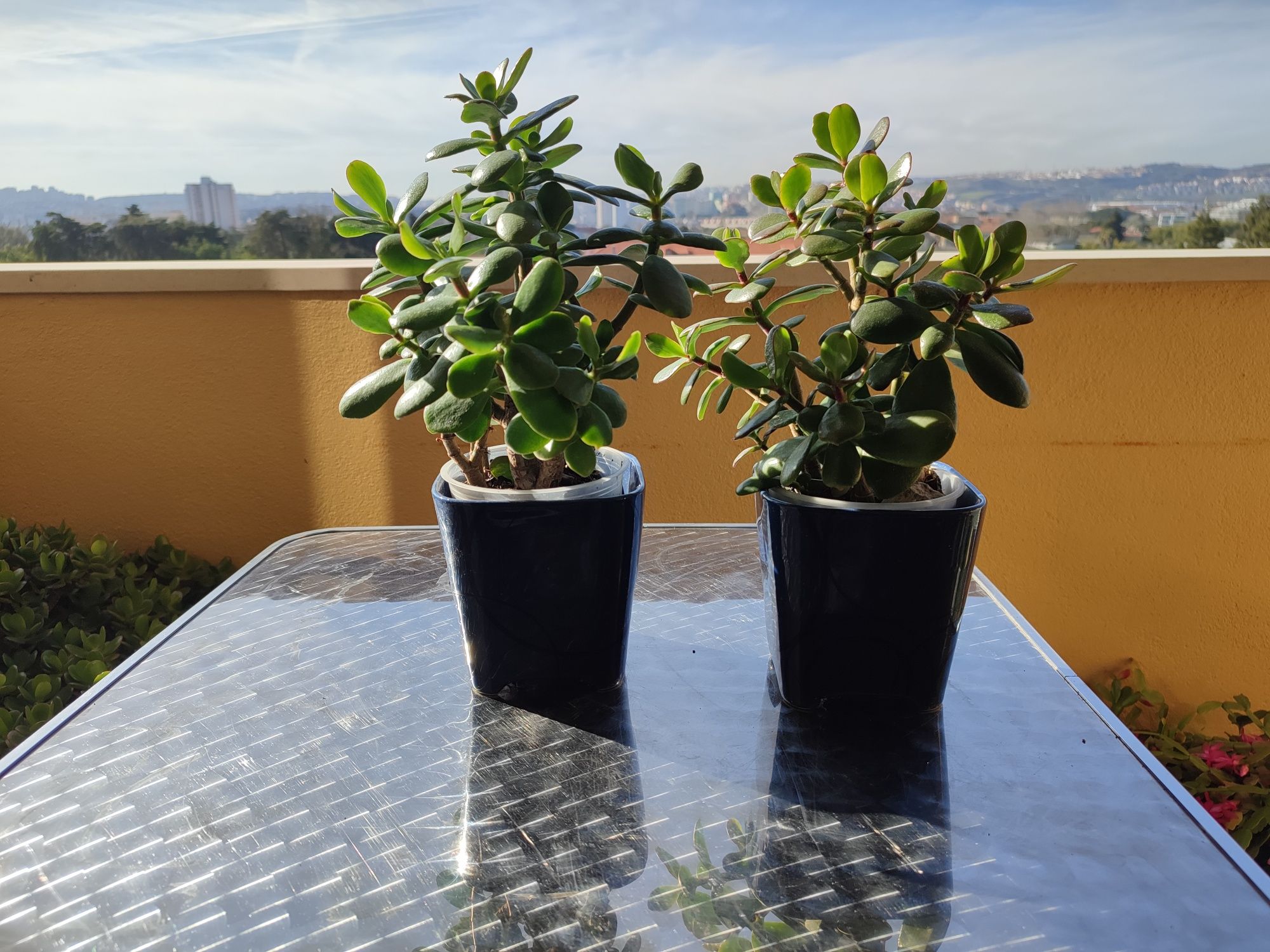 Plantas de Jade, planta da sorte