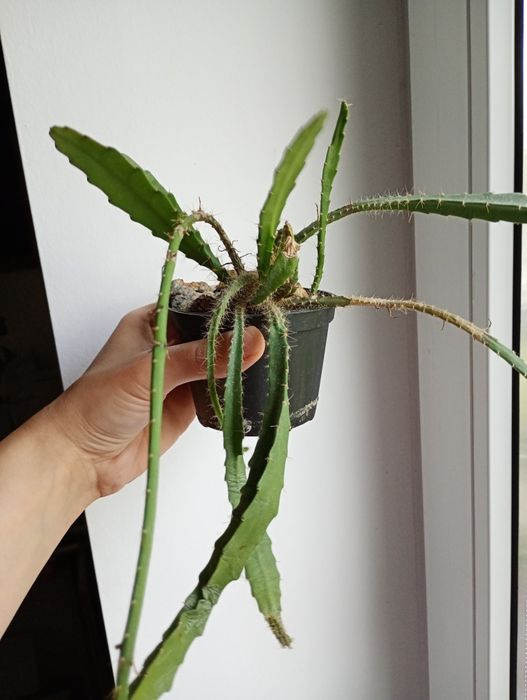 Epifilium, Epiphyllum, czerwone kwiaty
