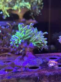 Akwarium morskie / Euphyllia glabrescenss zielona Fluo Polecam!