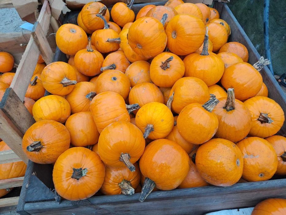 Sprzedam dynie paszową