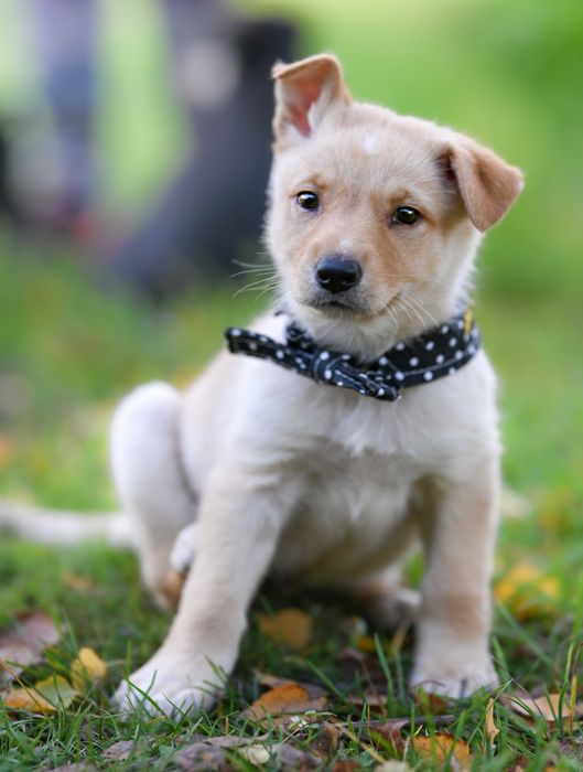 Uratowane szczeniaki do adopcji