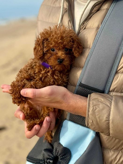 Toy Caniche Mini Micro Menino Disponível