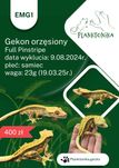 Gekon orzęsiony EMG1 samiec ciliatus crested gecko