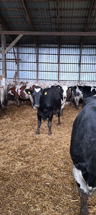 Jałówki wysokocielne bezrożne