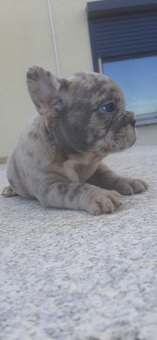 Buldogue francês  blue merle