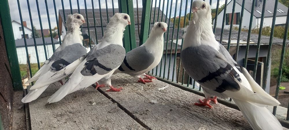 Gołębie mewki,mewka samce,samice