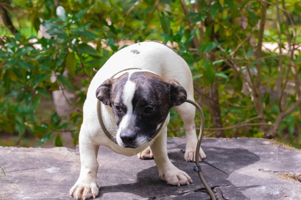 Cães para adoção