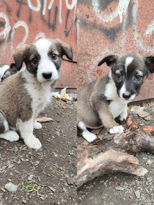 Цуценята (щенки) собаки