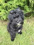 Samiec black yorkshire terrier