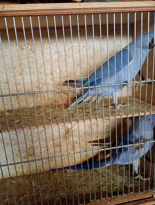 Aleksandretty fiolety