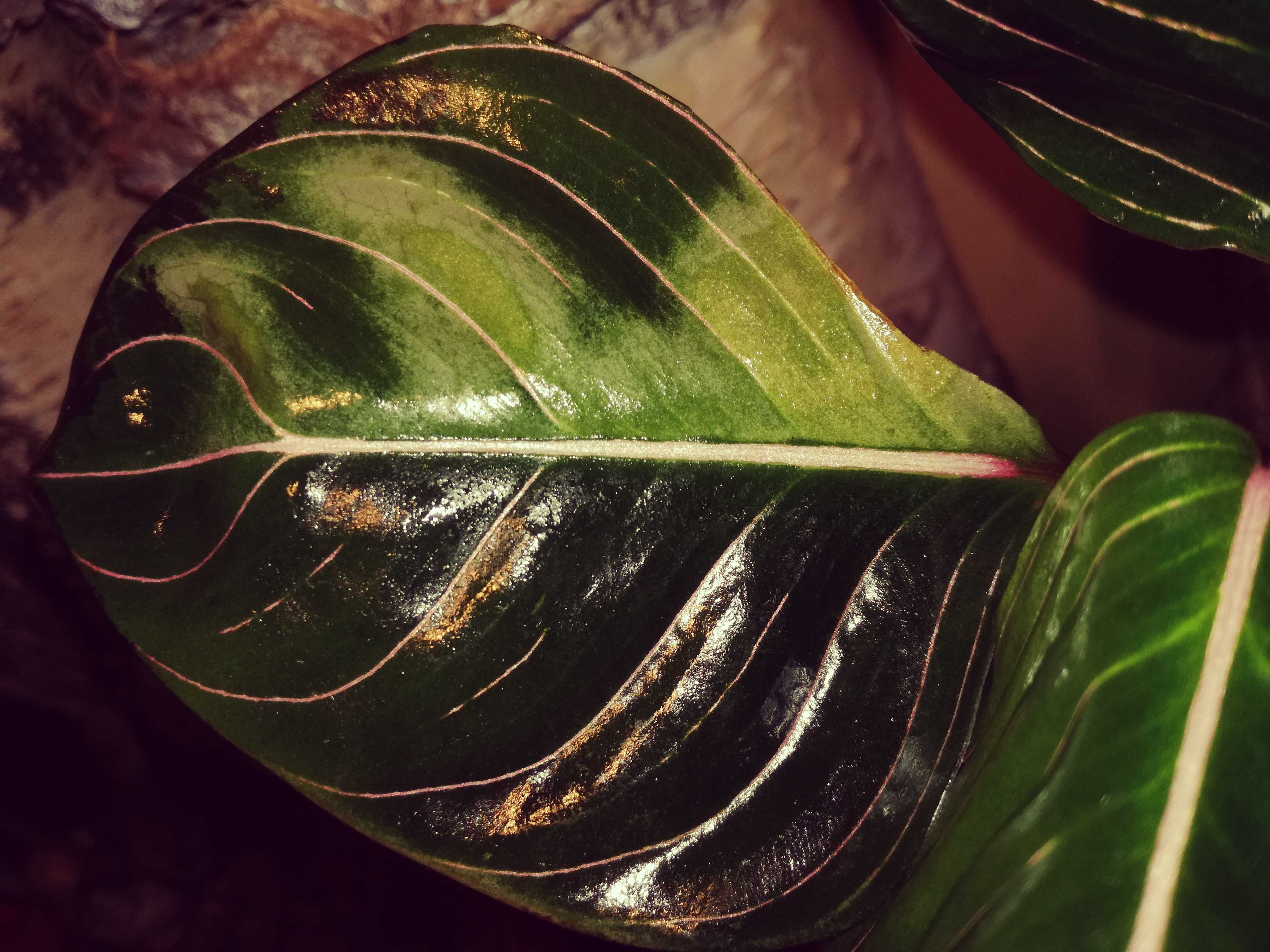Aglaonema Rotundum (Aceh?) Pink Veins variegata kolekcja monstera phil