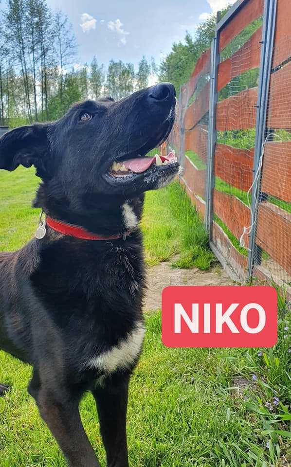 Niko ok 3 let. o wyjatkowym charakterze czeka na dom  Dorota Gołęb.