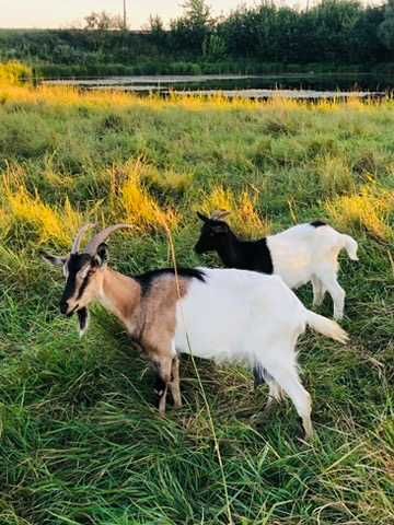 Продам молодих кітних кізочок  1 рік