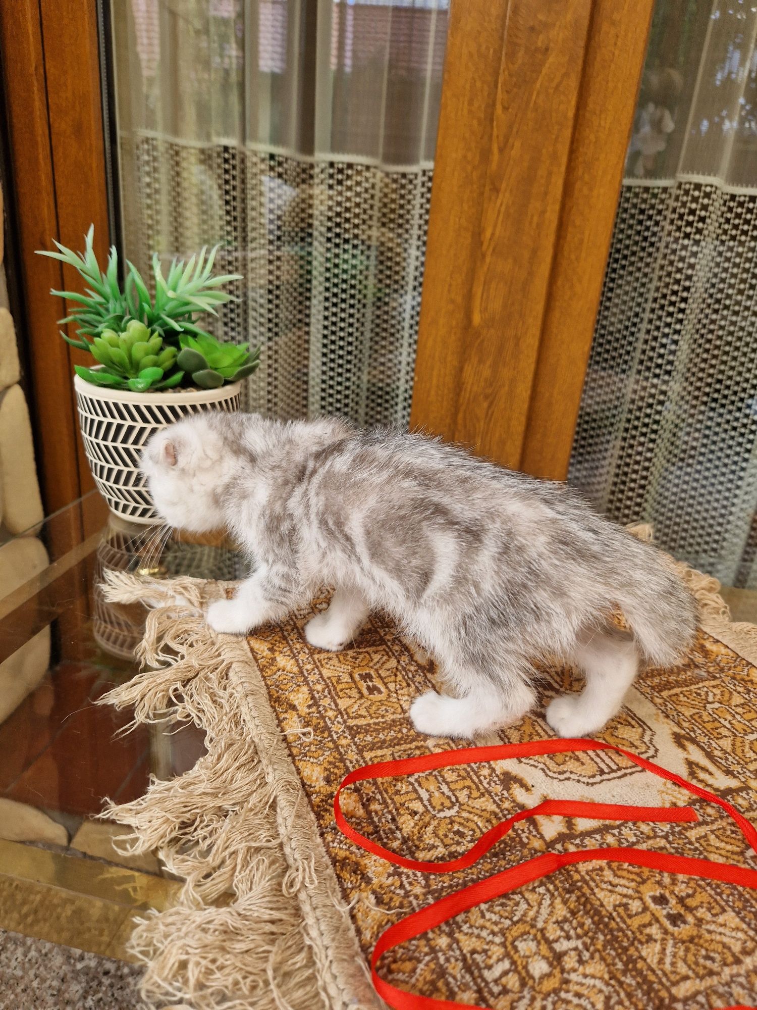Kotka srebrna tabby krótkowłosa
