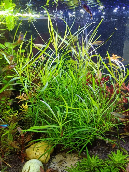 Pogostemon octopus roślina akwariowa wysyłka