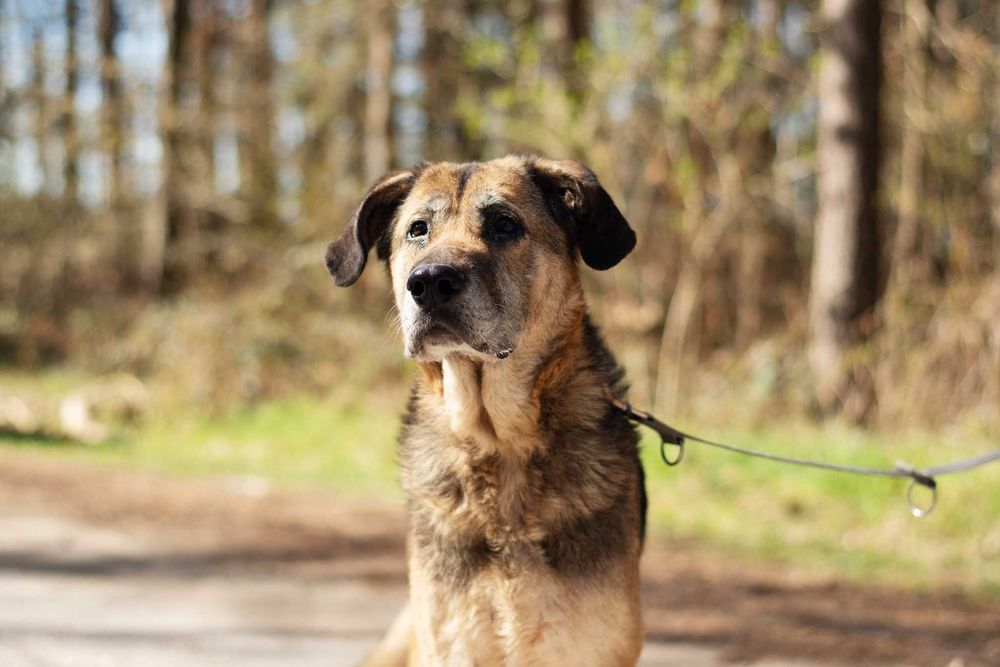 Wspaniała duża starsza sunia Inira szuka bezpiecznego domu