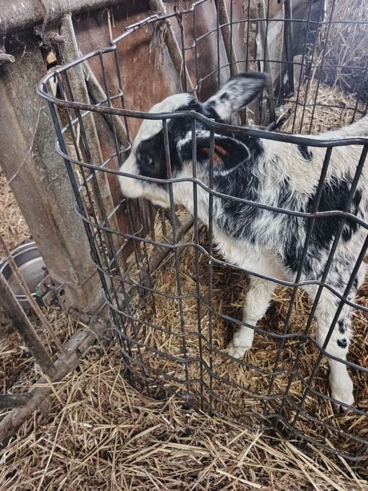 Byczek mięsny cielak