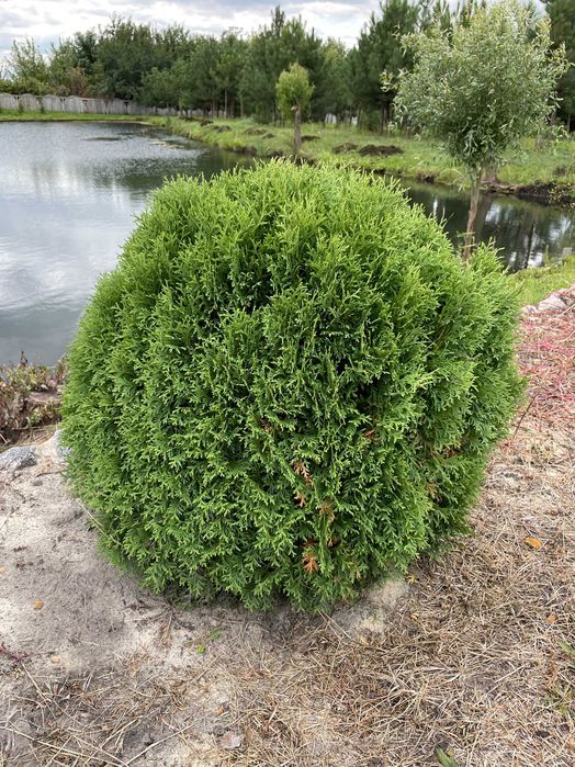 Туя смарагд (1.2 м)