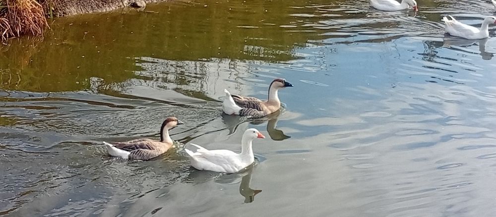 Kaczki francuskie i Gęsi