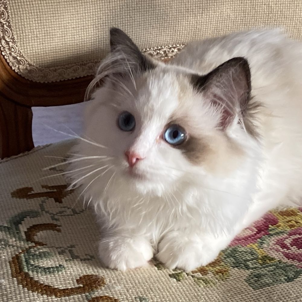 Kotka ragdoll do odbioru od zaraz rodowód FPL