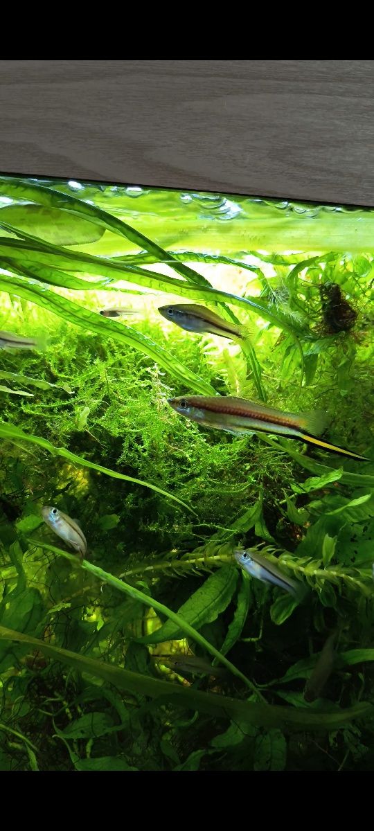 Xiphophorus helleri "Rio Jalapa"