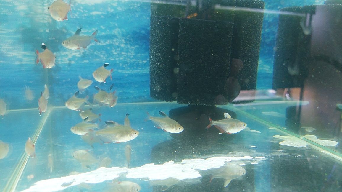 Rybki akwariowe - Bystrzyk ozdobny (Ornatus)