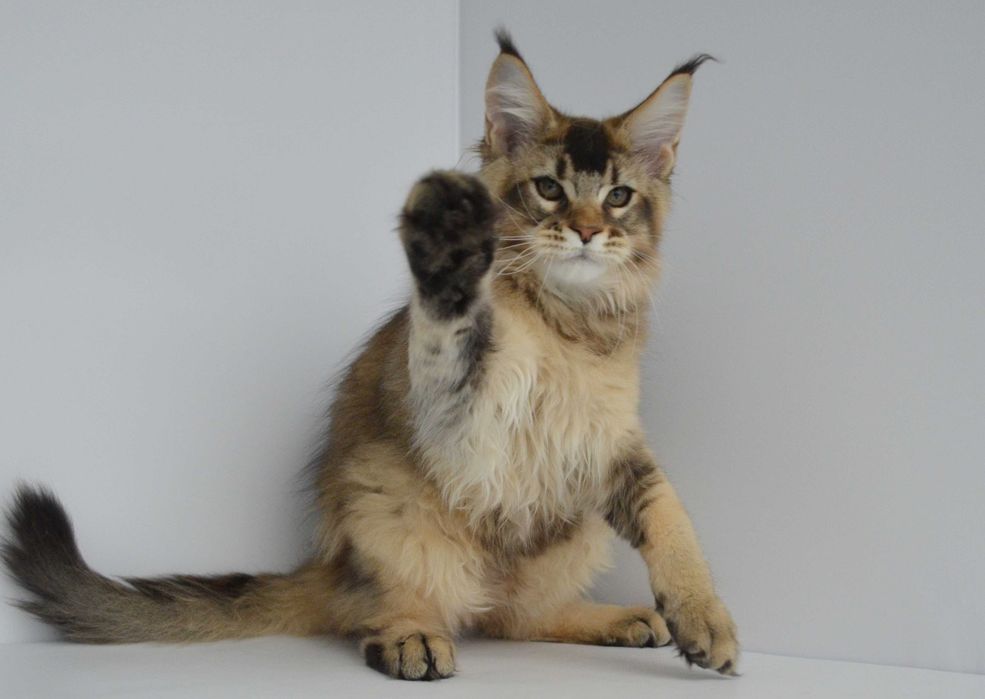 Мейн кун. Мальчик Neo 3мес.