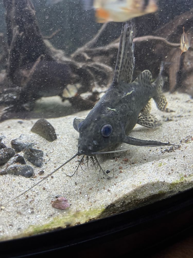 Synodontis adulto