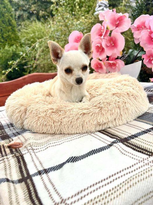 Piękny piesek chihuahua