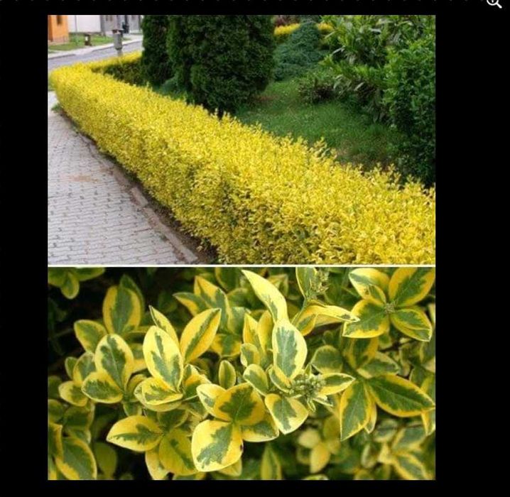 Садовые многолетники аконит колокольчики горянки кустарники