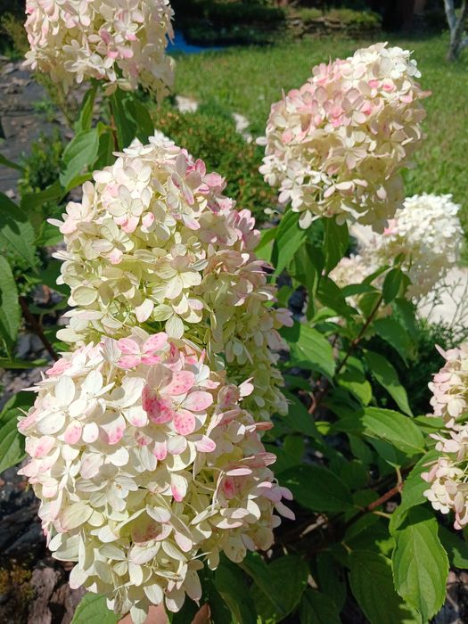 Гортензія волотиста