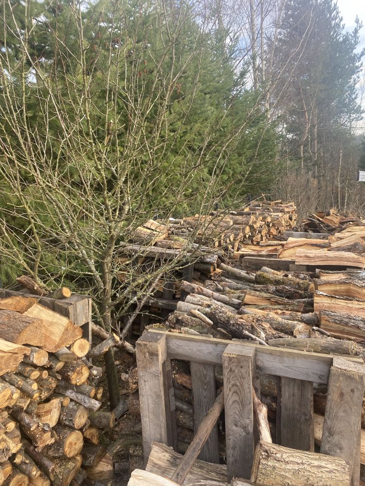 Jabłoń drewno kominkowe, jabłoń do wędzenia