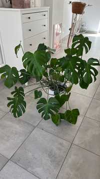 Monstera deliciosa (dziurawa)