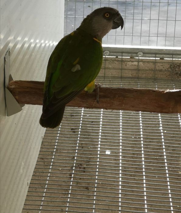 Papagaio Senegal