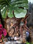 Caribena Versicolor L2